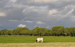 Website or web shop in Neuwkoop?